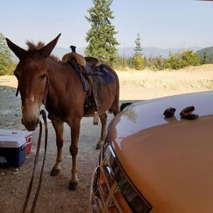 Meet your Posher, Peyton